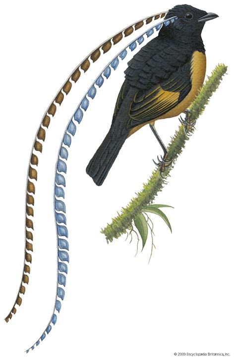 King of Saxony’s bird-of-paradise | bird | Britannica
