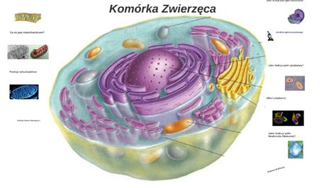 Komórka Zwierzęca by Mikołaj Czyżowski on Prezi