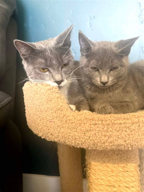 The Pet Sitter of Boise, LLC - Pet Sitting and Dog Walking in Boise, ID