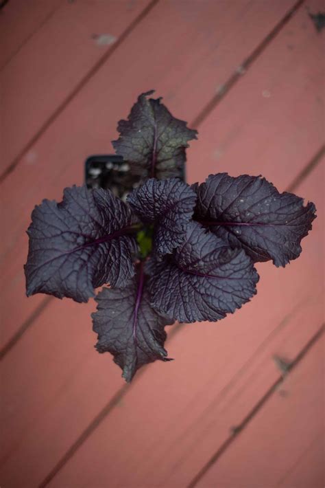 Red Carpet Mustard Greens – Homegrown Gardens