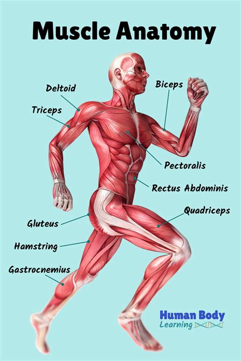 How Many Muscles Do Kids Have?