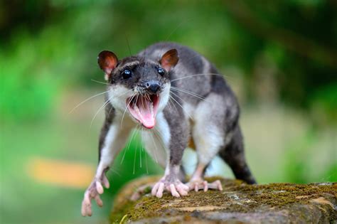 The Yapok is the only surviving marsupial wherein both sexes have a ...