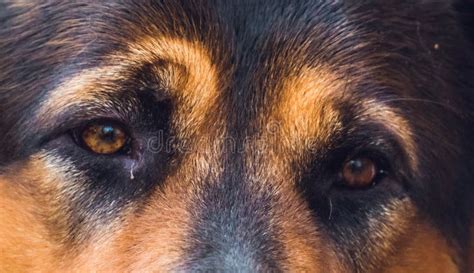close   german shepherd dog eyes stock image image  eyes canine
