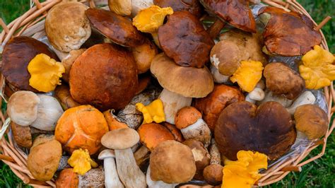 Download Dried Mushroom Types Pictures | Wallpapers.com