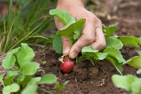 Как сажать редис, в открытый грунт, в теплицу, весной - Green-Wiki.ru