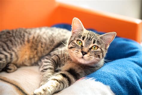 Saving homeless pets in Arkansas | Best Friends Animal Society