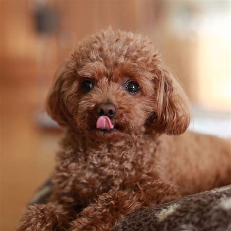 Toy Poodle Puppies Near Me - Tutorial Pics