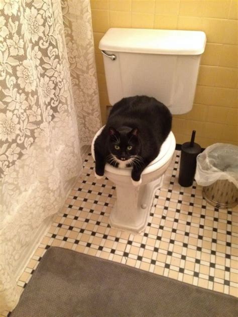 Создать мем "cat, кот, кошачий туалет" - Картинки - Meme-arsenal.com