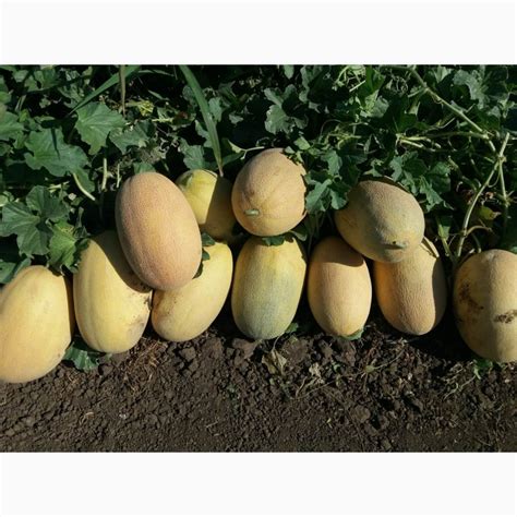 Продам товарную дыню с первых рук с поля, Херсонская обл — Agro-Ukraine