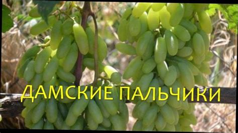 Пальчиковые Сорта Винограда - YouTube