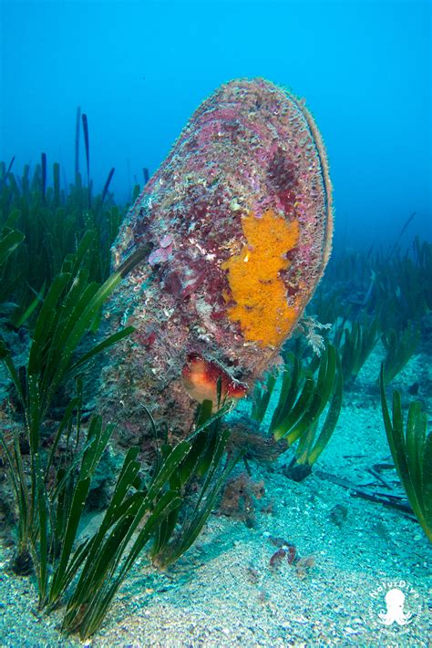 Un peu de BIO : la grande nacre, une espèce en sursis ! - NaturDive