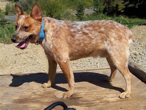 White Blue Heeler Puppies
