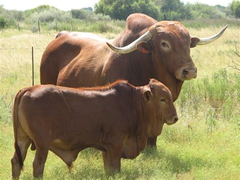 Breeds Of Cattle » Jitefarms
