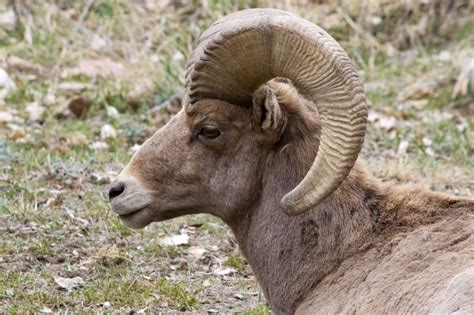brown ram goat free image | Peakpx
