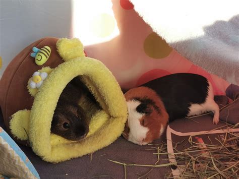 Two melted peegs : meltedguineapigs