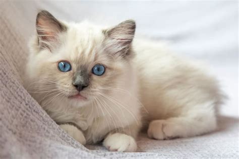 The 15 Cutest Cat Breeds You Will Love | Plains Vets