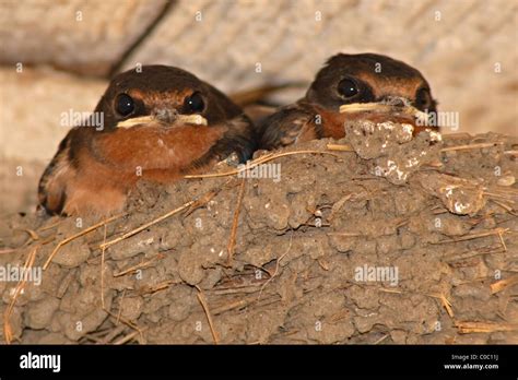 Barn Swallow babies in the nest Stock Photo - Alamy