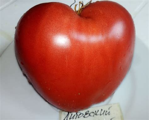 Литовский Хохлатый | mir-tomatov