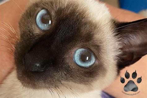 Decoding the Wet Nose of Your Siamese Cat