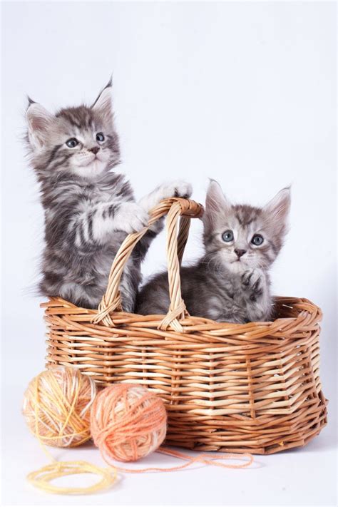 Is this the world s cutest kitten daisy the tabby becomes instant ...