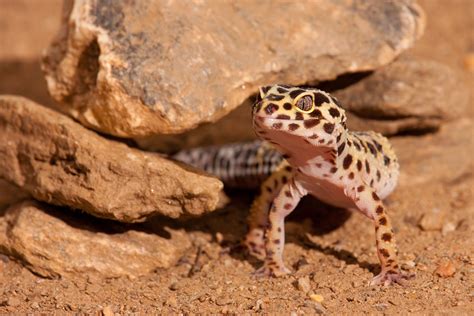 How to Build a Favorable Habitat For Your Leopard Gecko