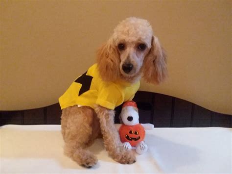 Charlie Brown | Halloween Costume Contest