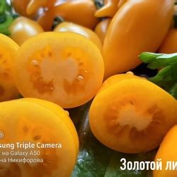 Томат Золотой лимон: описание сорта, отзывы, фото | tomatland.ru
