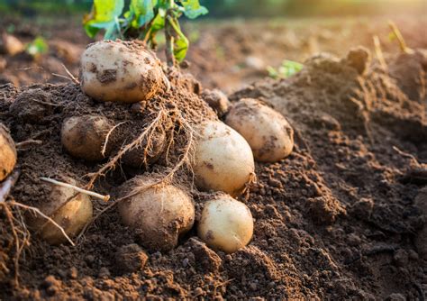 It’s time for science to take the potato forward - Farmers Guide
