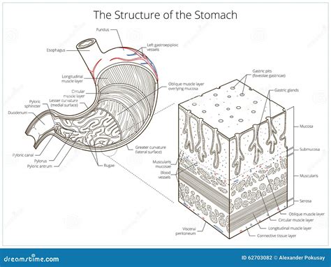 Structuur Van Maag Medische Onderwijsvector Vector Illustratie ...