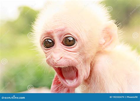 Portrait of a Young White Baby Monkey Opening Its Mouth. Stock Image ...