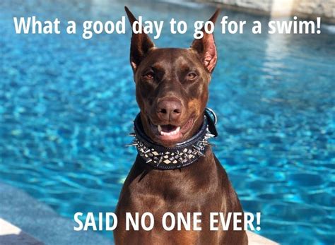 Top 10 Dobermann Memes That Are Funny As Ever! | Page 2 of 2 | PetPress