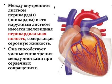 Водянка сердца: виды, симптомы, диагностика и лечение