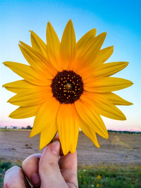 Found an unusually pretty sunflower! : r/pics