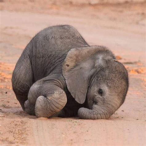 Really Cute Baby Elephants