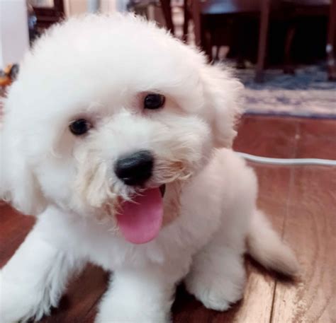 Bichon Frise Puppies For Sale In Florida