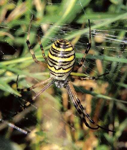 Spiders of NW-Europe