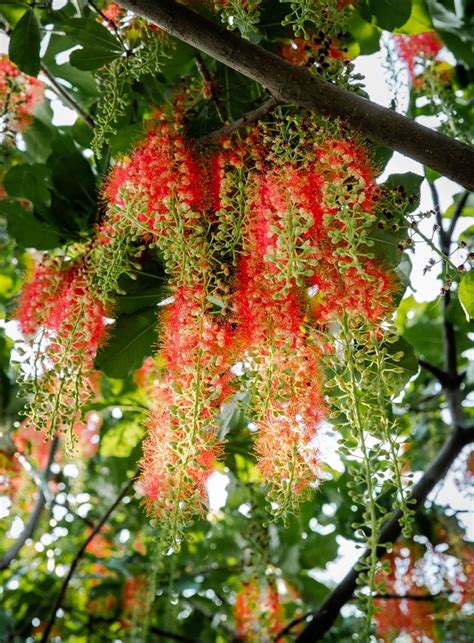 hat giong cay loc vung hoa