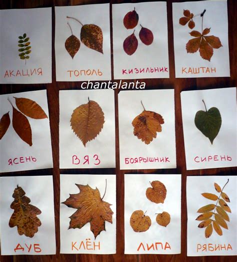 Chantalanta : Первый гербарий для самых маленьких.