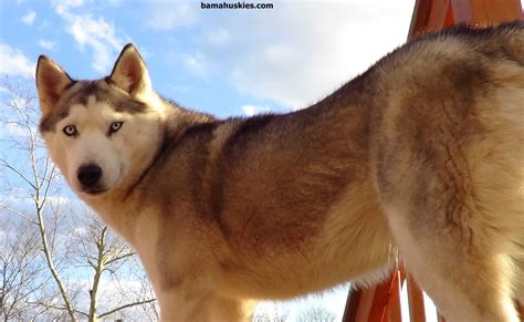 Husky Feeding Female