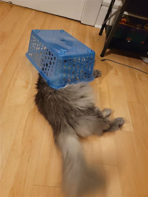 He did the annoyed tail flick, but didn't bother to move. : r/StuffOnCats