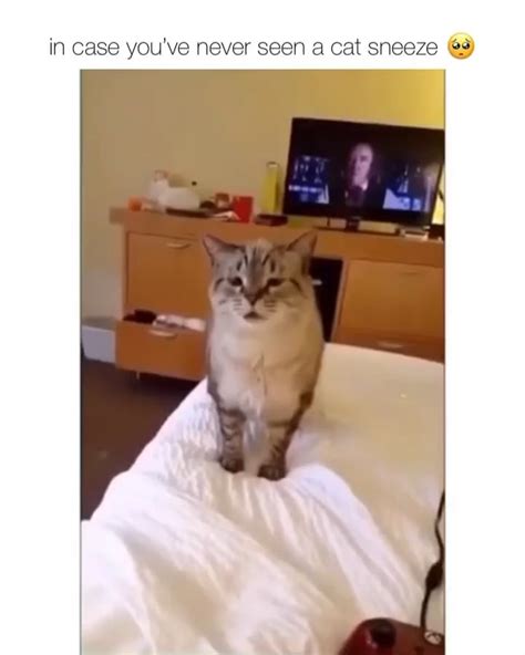 Cats turn into small drills when sneezing : r/Awww