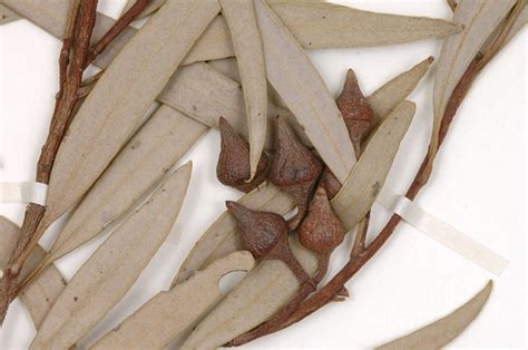 Eucalyptus platydisca