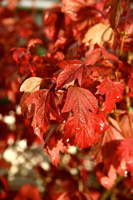 Hojas Otoño Color - Foto gratis en Pixabay - Pixabay