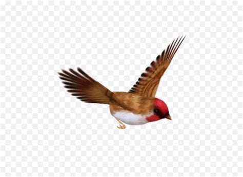 birds png image  background single flying birds pngbird
