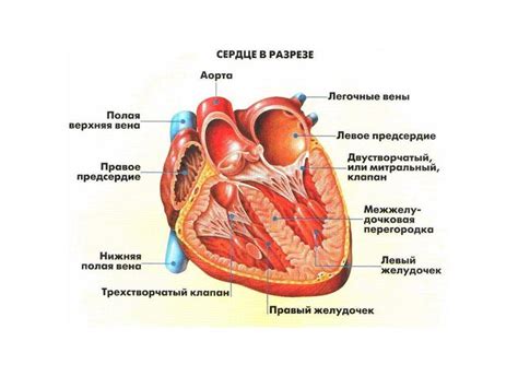 Строение сердца человека: анатомия, функции, принцип работы и схема ...