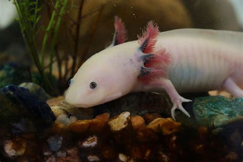 Qu'est-ce que l'axolotl