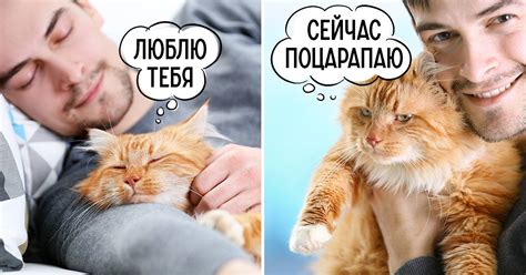 Поведение котов