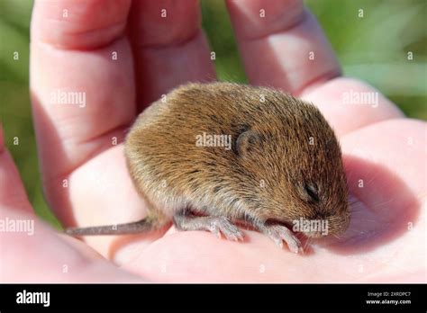 young field vole aka short tailed vole microtus agrestis stock photo