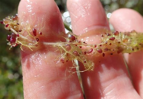 Utricularia – A plant that sucks! - Nature Glenelg Trust