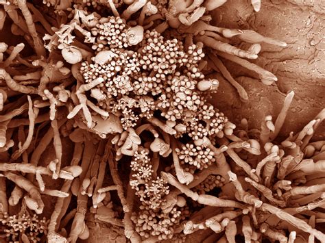 Fungal Spores